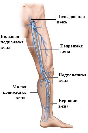 строение венозной системы ног