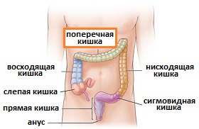 строение толстой кишки