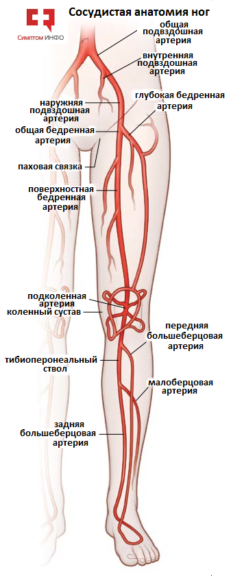 сосудистая система ног