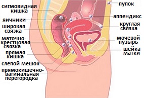 органы поражаемые эндометриозом