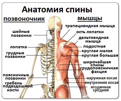 анатомия спины