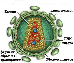 вирус иммунодефицита человека