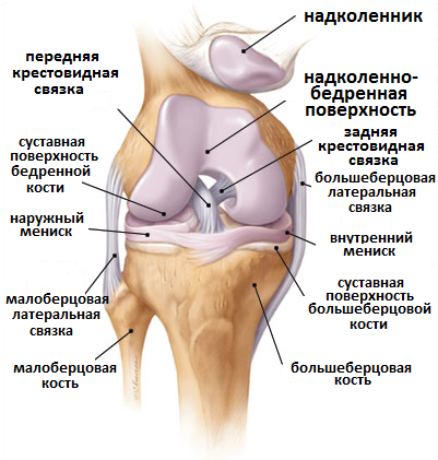 анатомия коленного сустава