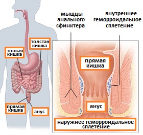 строение прямой кишки