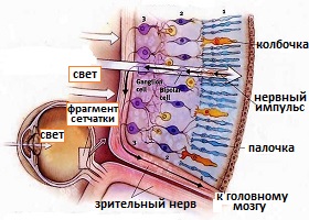 строение сетчатки глаза