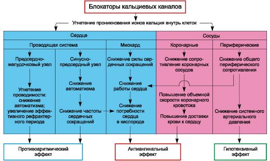 действие блокаторов кальциевых каналов на сосуды