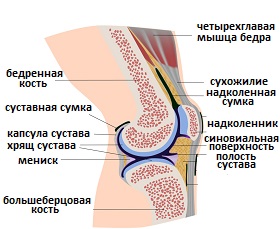 анатомия коленного сустава