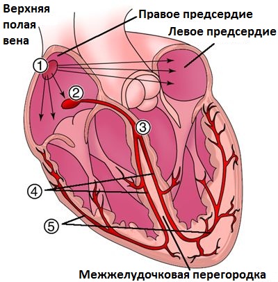 проводящая система сердца