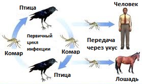 передача вируса западного Нила