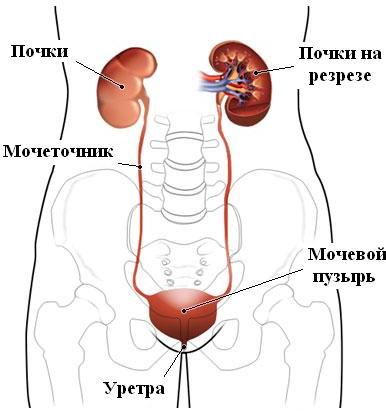 мочевыделительная система человека