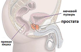простата
