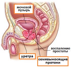 строение мочеполовой системы