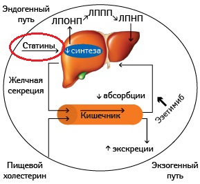 аторвастатин механизм действия