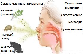 аллергены