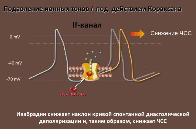механизм действия ивабрадина