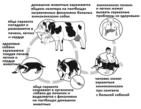 жизненный цикл эхинококка