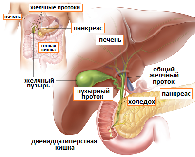 анатомия желчного пузыря и желчных протоков