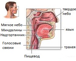анатомия ротовой полости и глотки